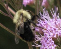 backyard wildlife 027.jpg